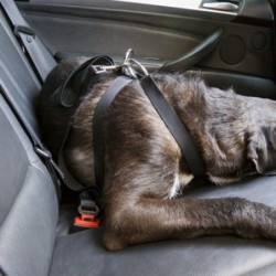 HUNDEGESCHIRR GRÖSSE L CS12...